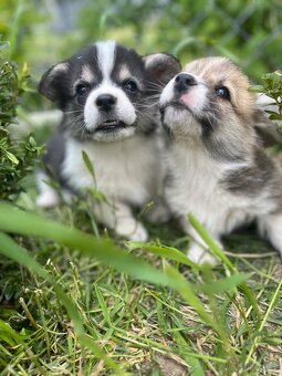 Welsh corgi pembroke s PP (FCI) - 7