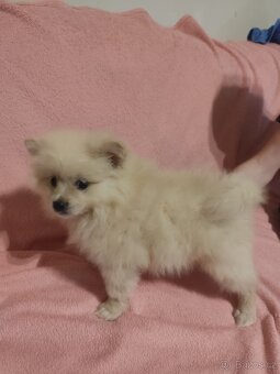 Špic pomeranian štěňátka - 7