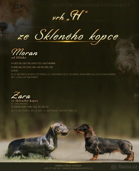Jezevčík standard drsnosrstý štěně - 7