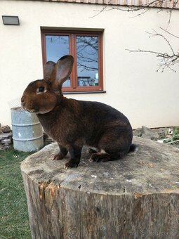 Prodám samce a samici plemene kastorex - 7