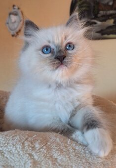 Nádherné Ragdoll kotatka s pp - 7
