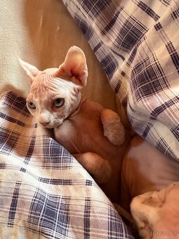 Kočička Sphynx - Elf - 7