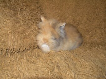 Teddy králíčci nádherná mláďata - 7