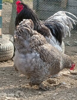 Násadová vejce - 7