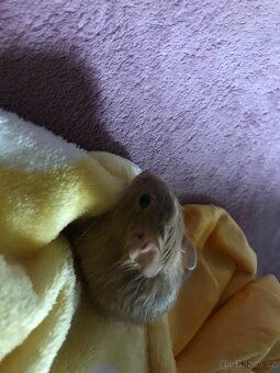 Osmák degu - 7
