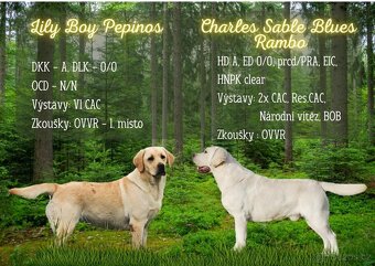 Prodej štěňat labradorského retrievera - 7