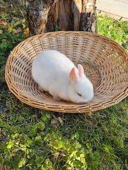 Zakrslý králík - 7