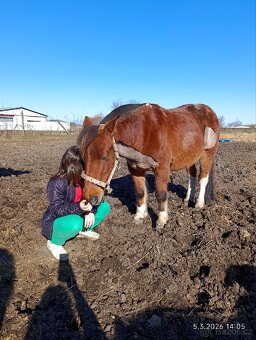 Pony valach 13 let cca 130cm - 7