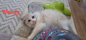 Koťátka ragdoll s PP - 7