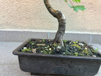 Bonsai, Bonsaj, jamadori, javor babyka - 7