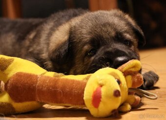 Německý ovčák štěňata s PP ❤️ - 7