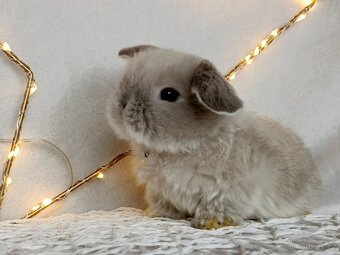 Minilop - zakrslý  králíček, beránek - 7