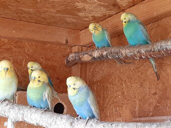 Andulky na chov i na ochoceni - 7