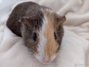 Dvě morčátka - bráškové - 7