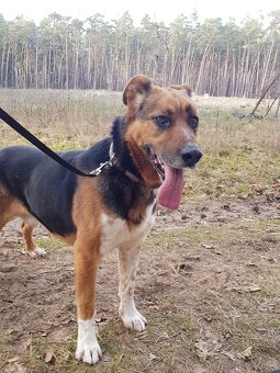 RON K ADOPCI - vděčný mazel, parťák, vhodný k dětem - 7