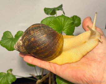 Archachatina marginata ovum - mladata 6 mesicu - 7