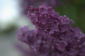 Nikon D3200 + objektiv 18–55 mm,SIGMA MF 60–200mm f/4–5.6 II - 7