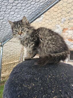 Sibiřská kočka koťátka - 7