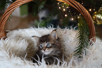 Mainská mývalí s PP - 7