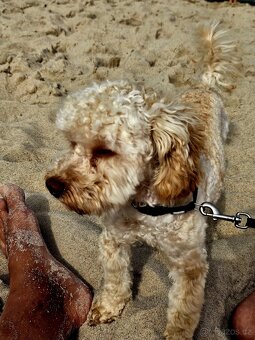 Nabizim ke kryti maltipoo bez pp - 7