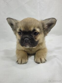 Francouzský buldoček - 7