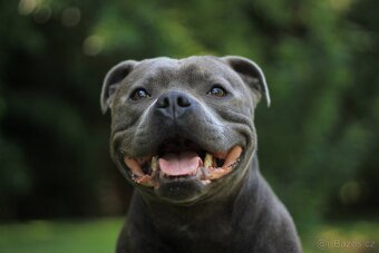 Stafordšírský bulteriér s PP - krytí chovným psem - 7