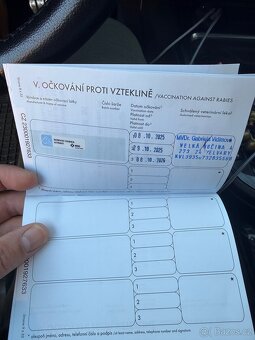 Americké stafford - 7