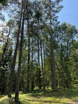 Prodám lesní pozemky v k.ú. Nesměň u Ločenic - 7