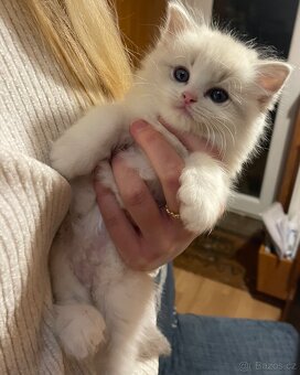 Ragdoll koťata s PP - 7