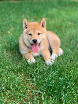 Shiba inu - 7