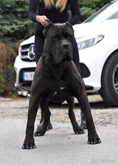 Bandog, Mastiff, Molos - 7