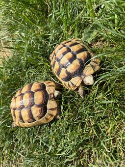 Želva Vroubená 🐢 Testudo Marginata nz.2022 - 7