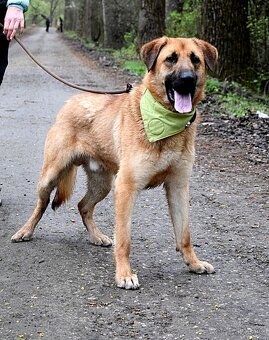 DONALD K ADOPCI - 2,5 ROKU, AKTIVNÝ,PŘÁTELSKÝ,VHODNÝ K RD - 7