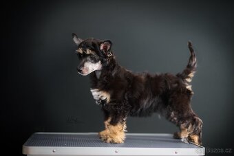 Čínský chocholatý pes / štěně / labutěnka - 7