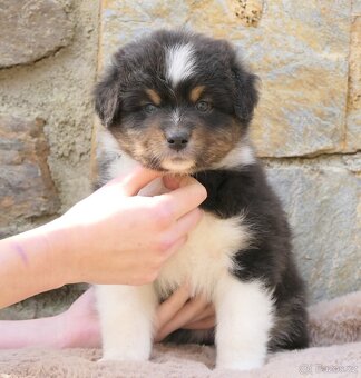 Australský ovčák s PP - 7