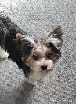 Hledáme krytí/ženicha Biewera - 7