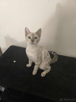 Bengálská kočka, koťata, kocourek 🐆 - 7