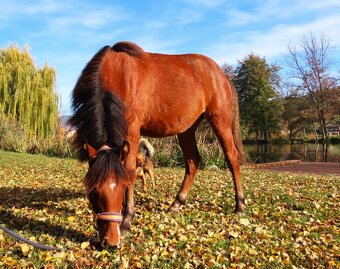 Roční klisnička na prodej - 7