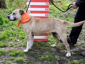 GEBBY K ADOPCI - přátelská, milá, aktivní - 7