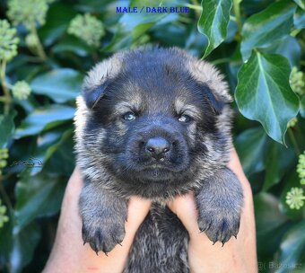 Německý ovčák -Štěnata s PP (FCI) - 7