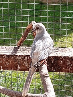 Holoubek diamantovy - 7