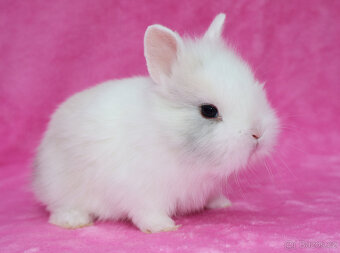 Zakrslý krátkouchý králíček lvíček . Sameček - 7