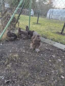 Hedvábnička kohout - 7