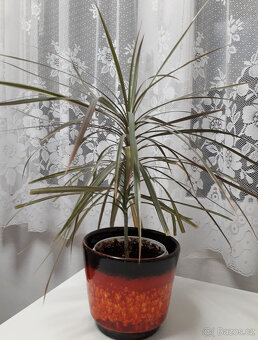 pokojové květiny - 7