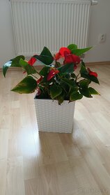 Sukulenty + kalanchoe + Anturie - 7