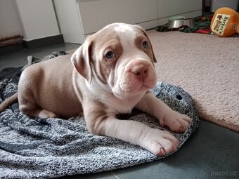 American Bully POCKET/Standard TOP krevní linie - 7
