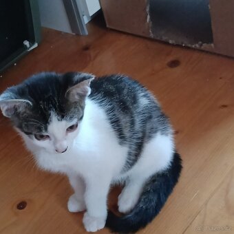 Koťátka k adopci - 7