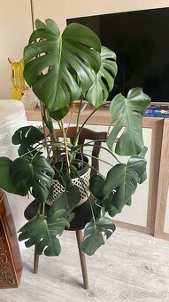 Monstera Teplice rostlina - 7