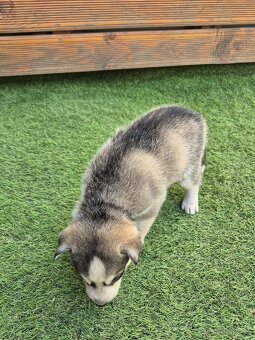 Sibiřský Husky - štěně - 7