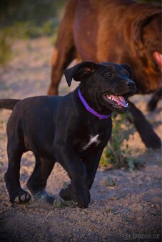 Štěňata Labrador-Labradorský Retrívr Fenečky - 7